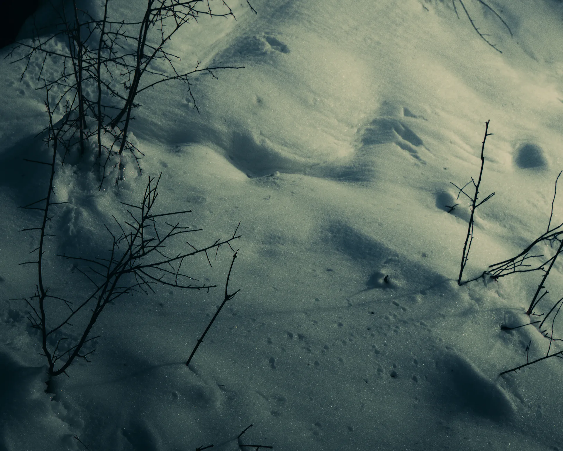 Snowdrifts crossed by animal tracks, framed in thin bare branches