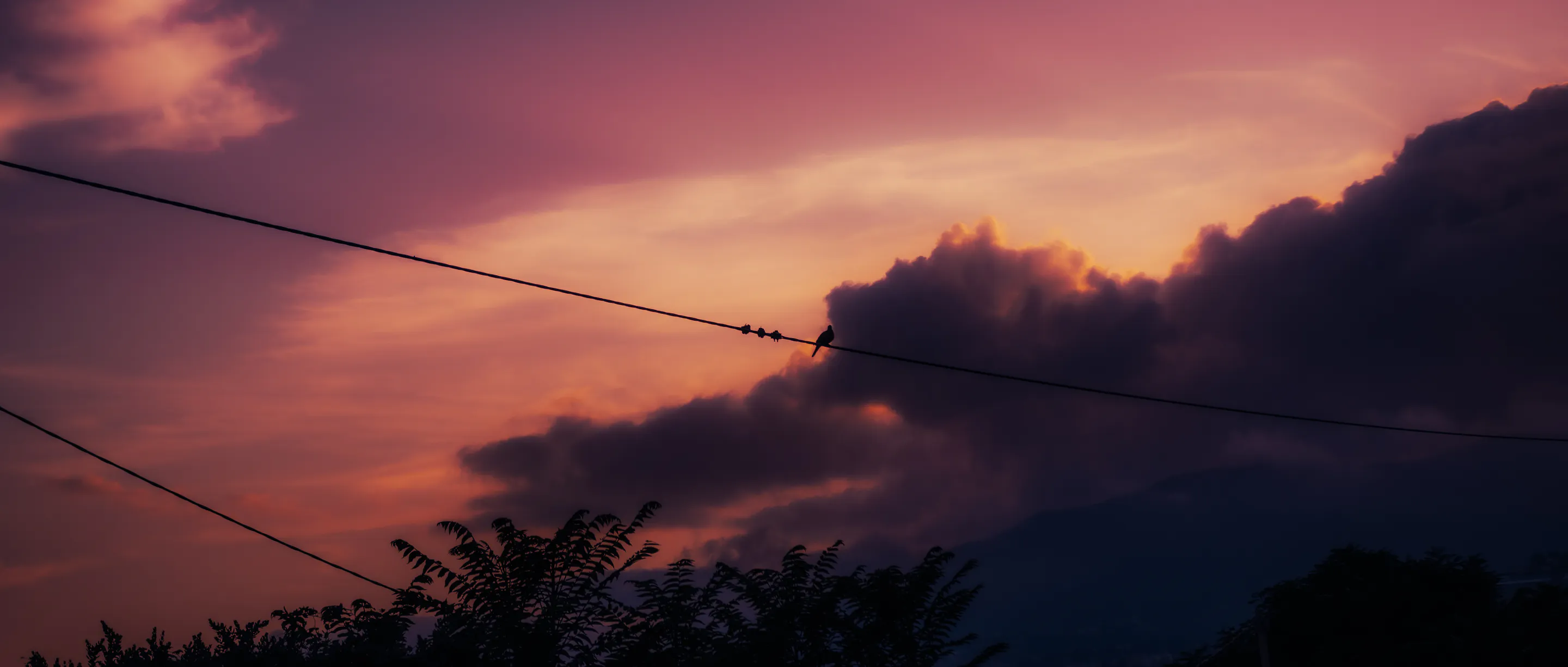 Birds spaced along a sagging wire against the pink-orange dusk