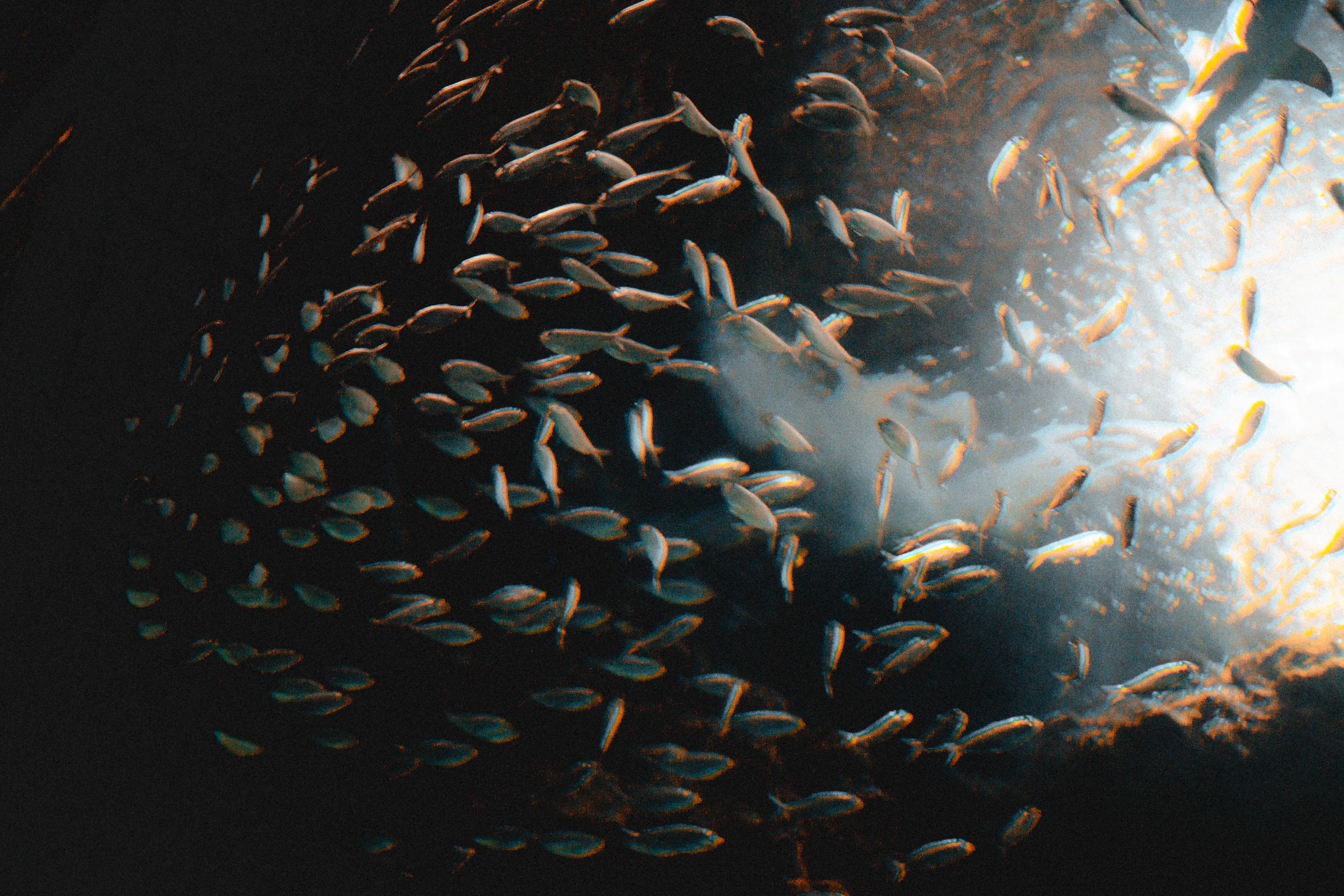A school of silver fish streaming through the dark cavern toward the light shaft