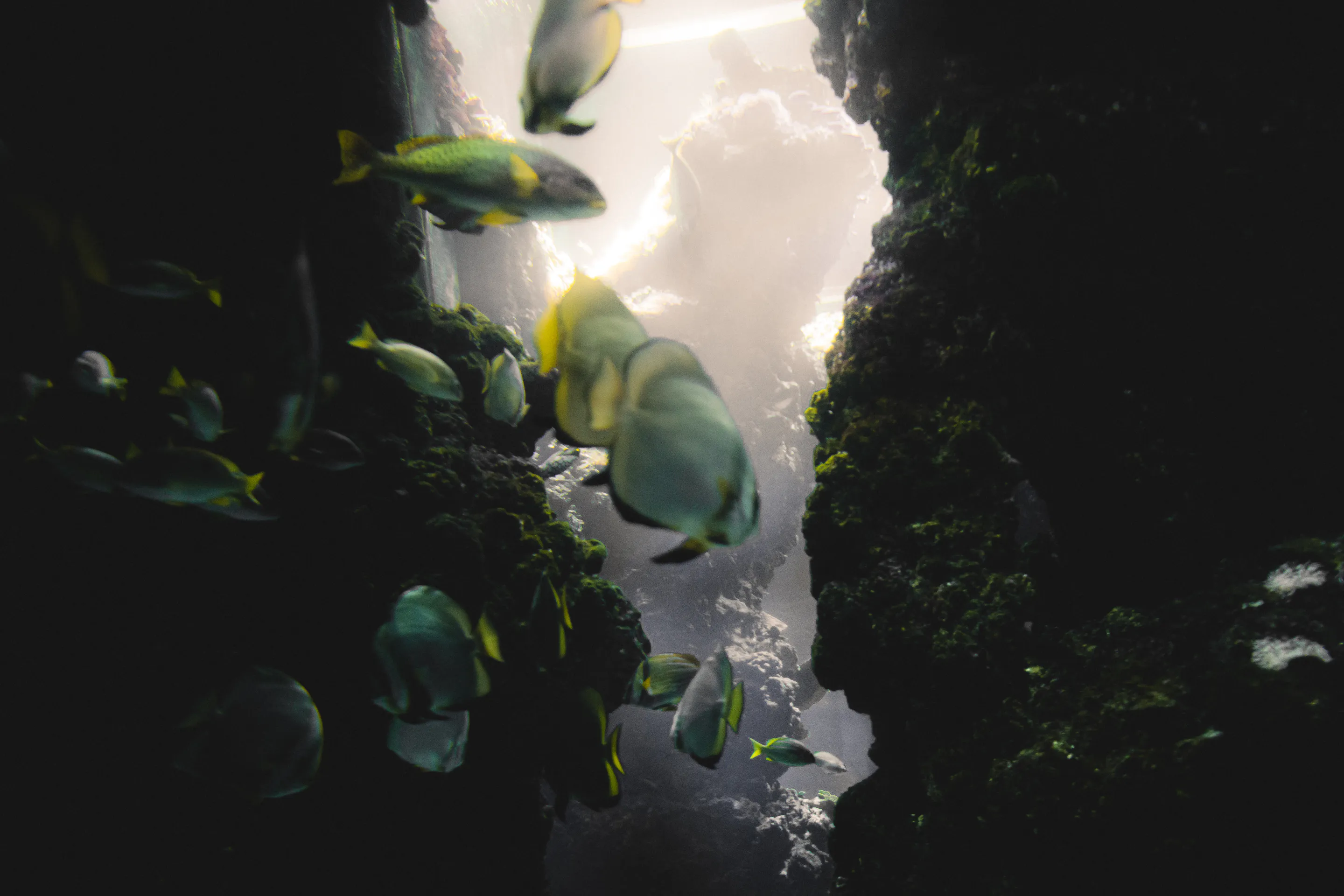 Yellow-striped fish crossing the grotto's lit opening